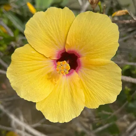 Cumana Ii 505 Apartament *